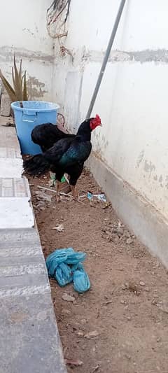 For