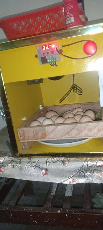 Eggs incubator for sale 0