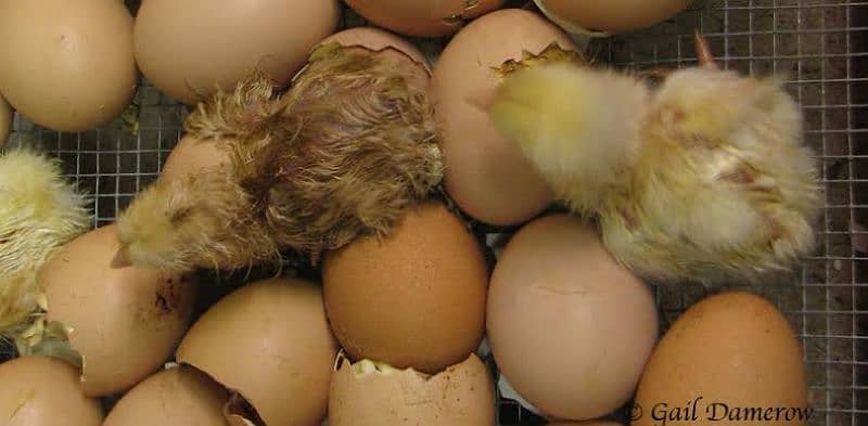 Eggs incubator for sale 1