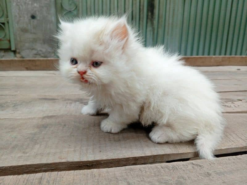 Persian Triple coated kitten up for sale l 0