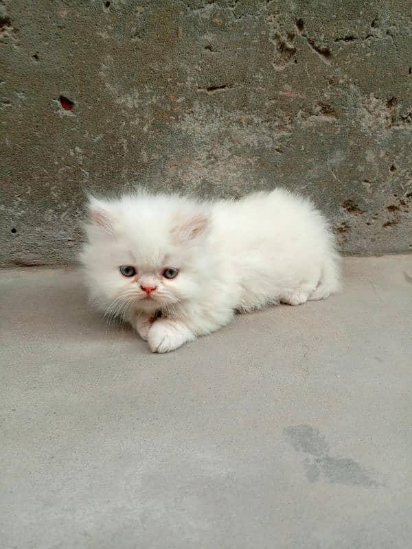 Persian Triple coated kitten up for sale l 1