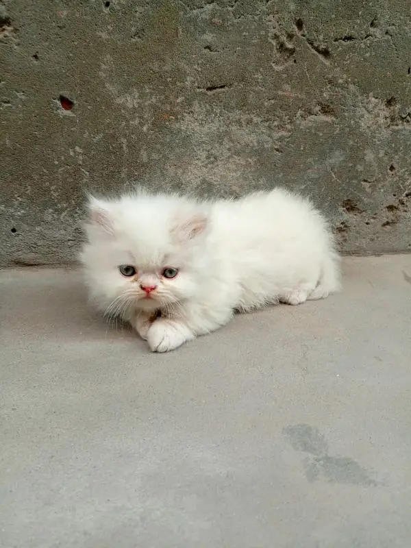 Quality Persian Triple coated kitten up for sale Cod avb rwp/isb — photo 2