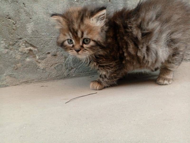 Persian Triple coated kitten up for sale l 2