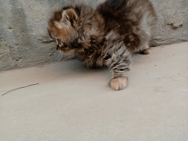 Persian Triple coated kitten up for sale l 3