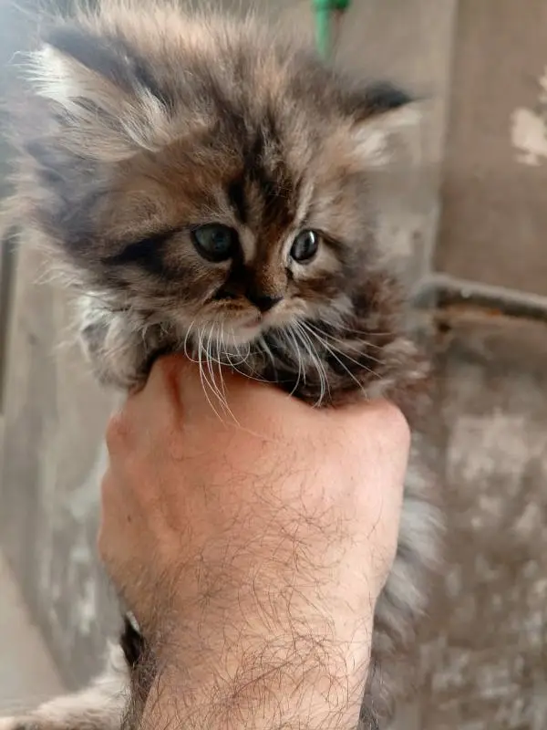 Quality Persian Triple coated kitten up for sale Cod avb rwp/isb — photo 5