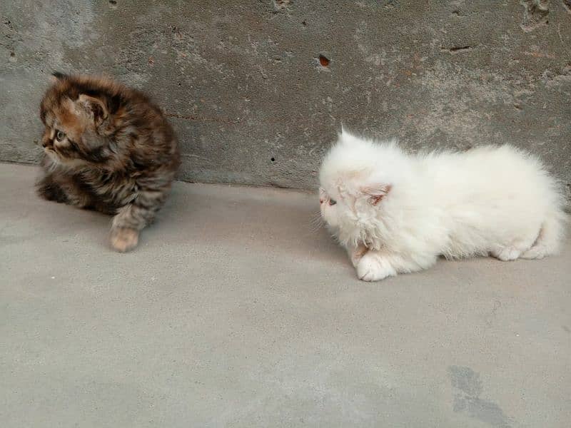 Persian Triple coated kitten up for sale l 5