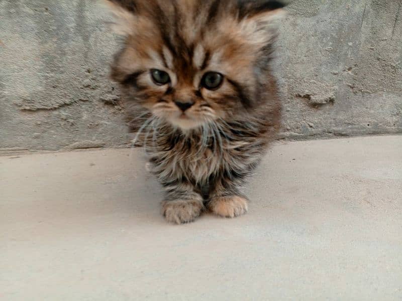 Persian Triple coated kitten up for sale l 6