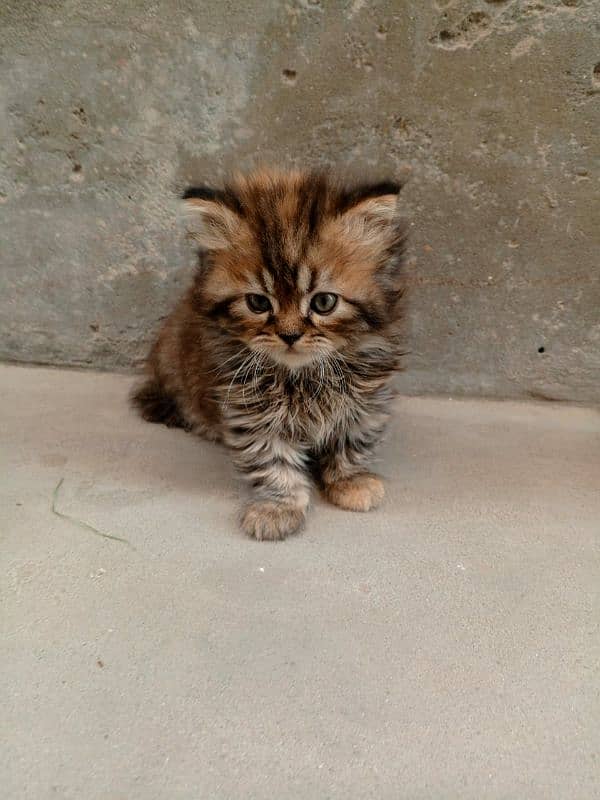 Persian Triple coated kitten up for sale l 7