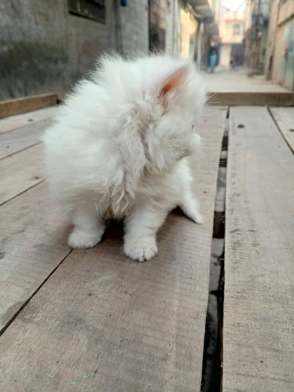 Persian Triple coated kitten up for sale l 8