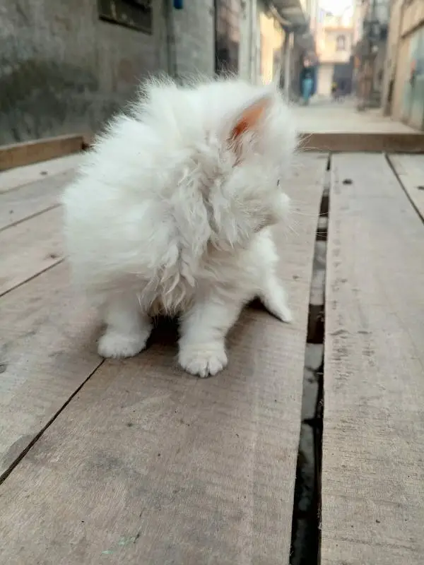 Quality Persian Triple coated kitten up for sale Cod avb rwp/isb — photo 9