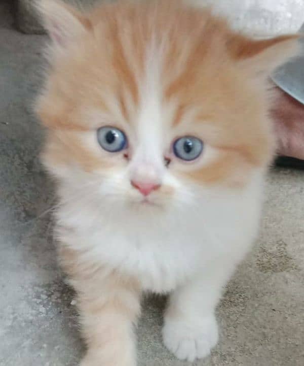 Persian Triple coated kitten up for sale l 9