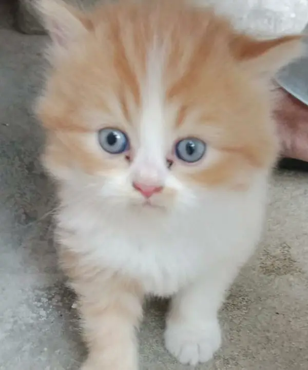 Quality Persian Triple coated kitten up for sale Cod avb rwp/isb — photo 10