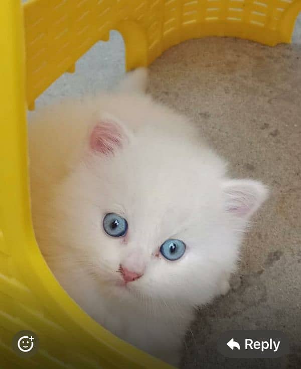 Persian Triple coated kitten up for sale l 10