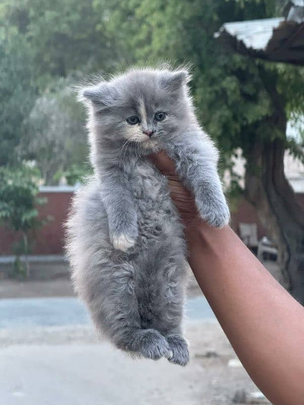 Persian Triple coated kitten up for sale l 11