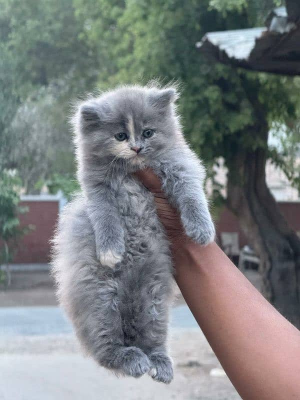 Persian Triple coated kitten up for sale l 12