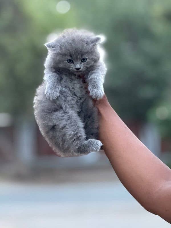 Persian Triple coated kitten up for sale l 13