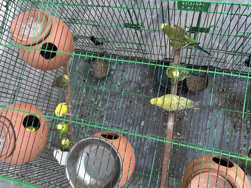 Australia parrots 0