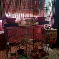 cockatiel