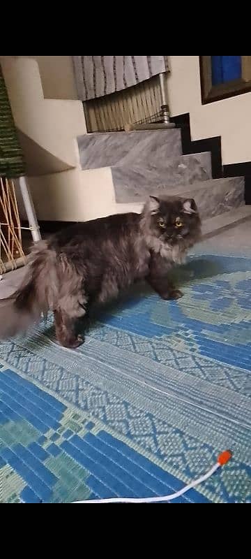 Persian Triple Coated Male cat. whatsapp ( 0-3-2-1-6-6-3-9-7-6-0 0