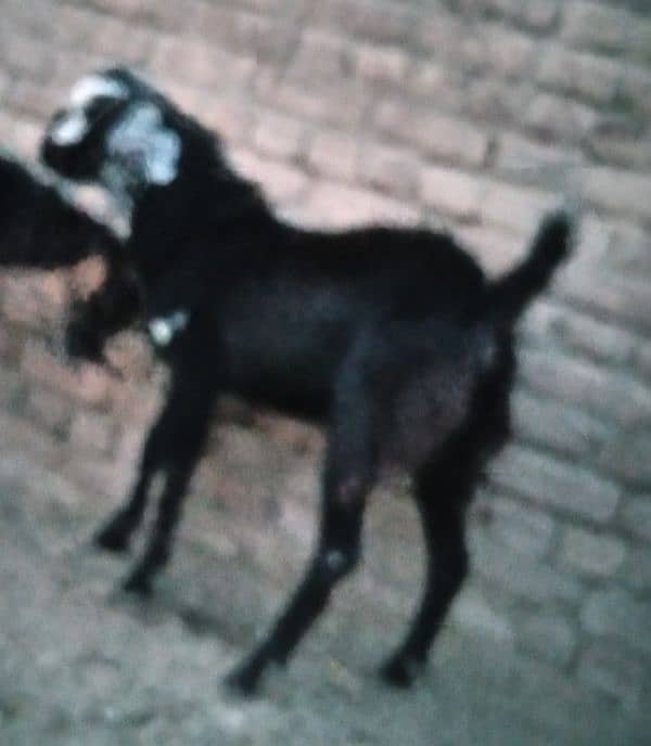 do donda  bakra for sale (03329545506) 0