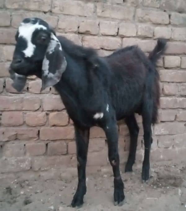 do donda  bakra for sale (03329545506) 2