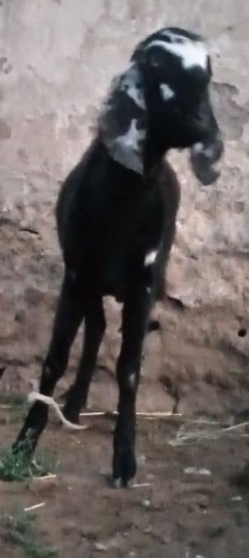 do donda  bakra for sale (03329545506) 4