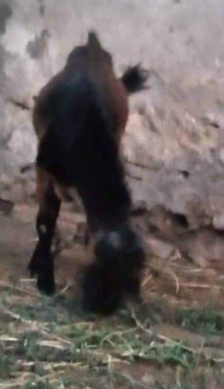 do donda  bakra for sale (03329545506) 9