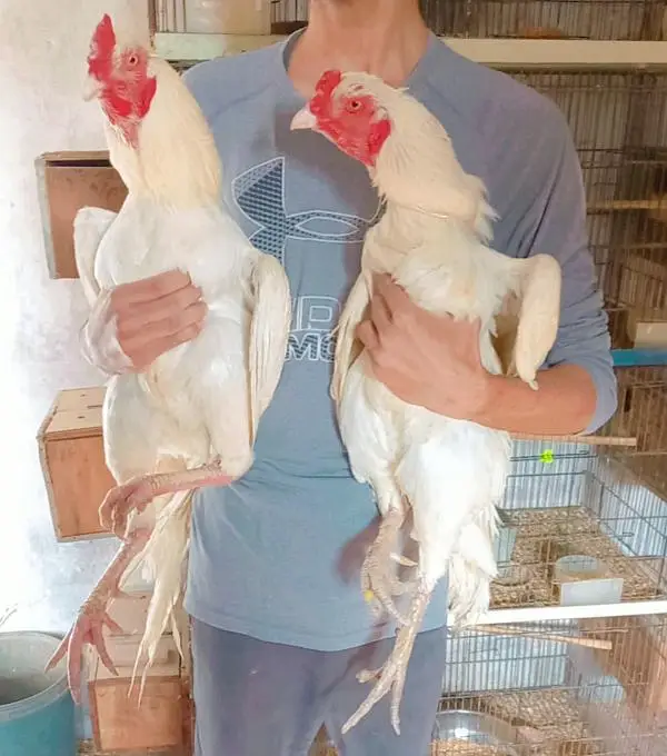 Heera/Aseel/chick/eggs/pathy/madi/murga/hera/hira/hen/white/pure/aseel