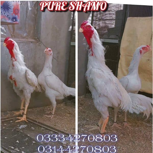 Heera/shamo/chick/eggs/pathy/madi/murga/hera/hira/hen/white/pure/aseel 2