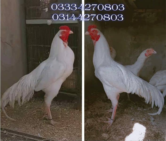 Heera/shamo/chick/eggs/pathy/madi/murga/hera/hira/hen/white/pure/aseel 3
