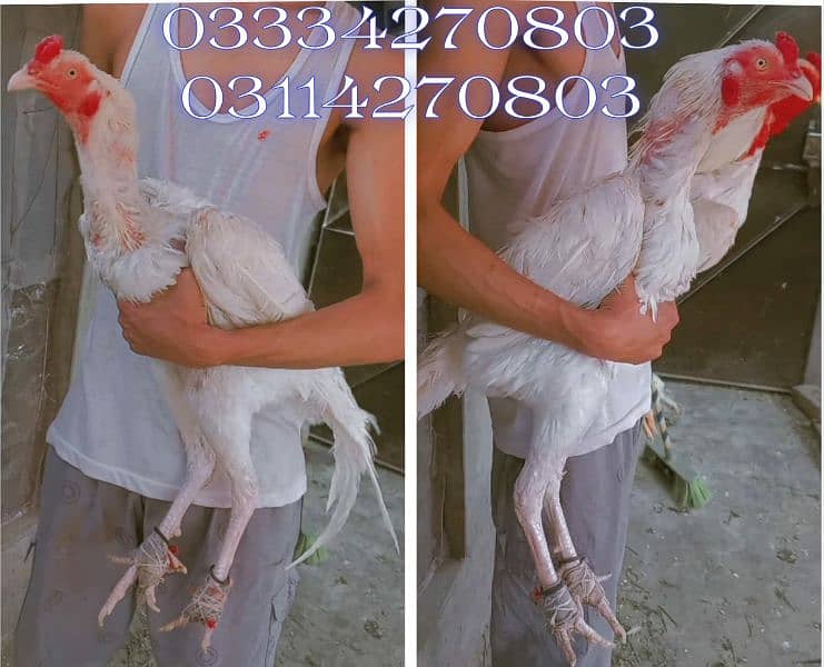 Heera/shamo/chick/eggs/pathy/madi/murga/hera/hira/hen/white/pure/aseel 4