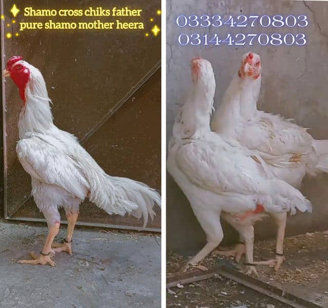 Heera/shamo/chick/eggs/pathy/madi/murga/hera/hira/hen/white/pure/aseel 5