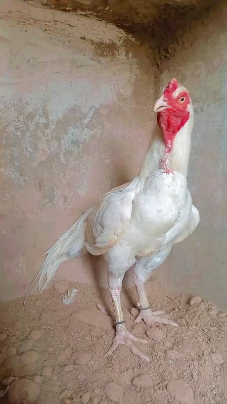 Heera/shamo/chick/eggs/pathy/madi/murga/hera/hira/hen/white/pure/aseel 7