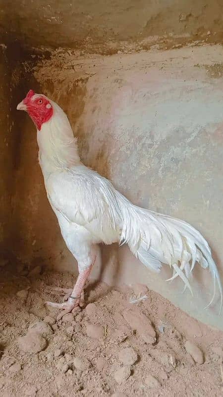 Heera/shamo/chick/eggs/pathy/madi/murga/hera/hira/hen/white/pure/aseel 8