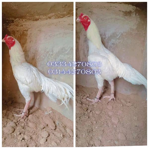Heera/shamo/chick/eggs/pathy/madi/murga/hera/hira/hen/white/pure/aseel 9