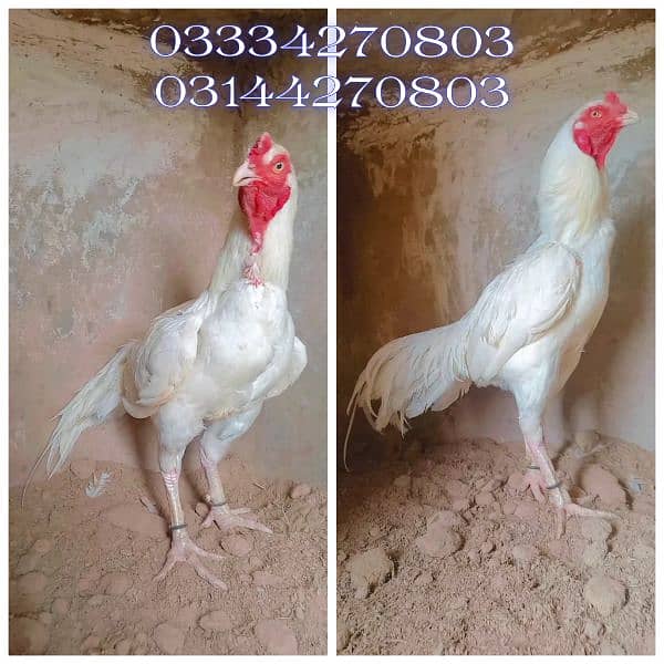 Heera/shamo/chick/eggs/pathy/madi/murga/hera/hira/hen/white/pure/aseel 10