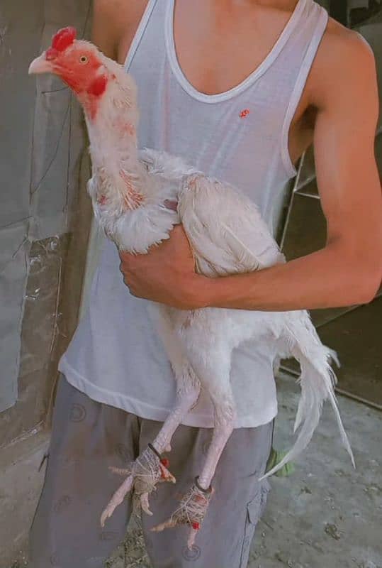 Heera/shamo/chick/eggs/pathy/madi/murga/hera/hira/hen/white/pure/aseel 11