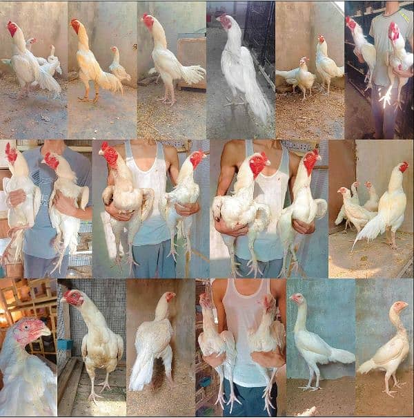 Heera/shamo/chick/eggs/pathy/madi/murga/hera/hira/hen/white/pure/aseel 12