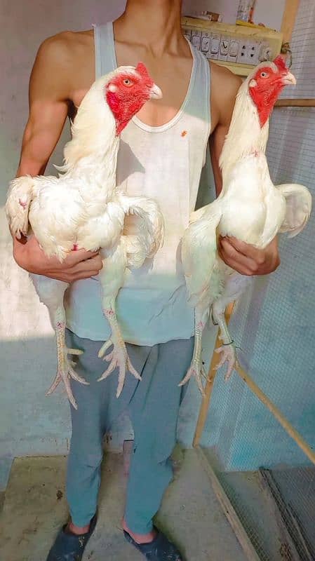 Heera/shamo/chick/eggs/pathy/madi/murga/hera/hira/hen/white/pure/aseel 14