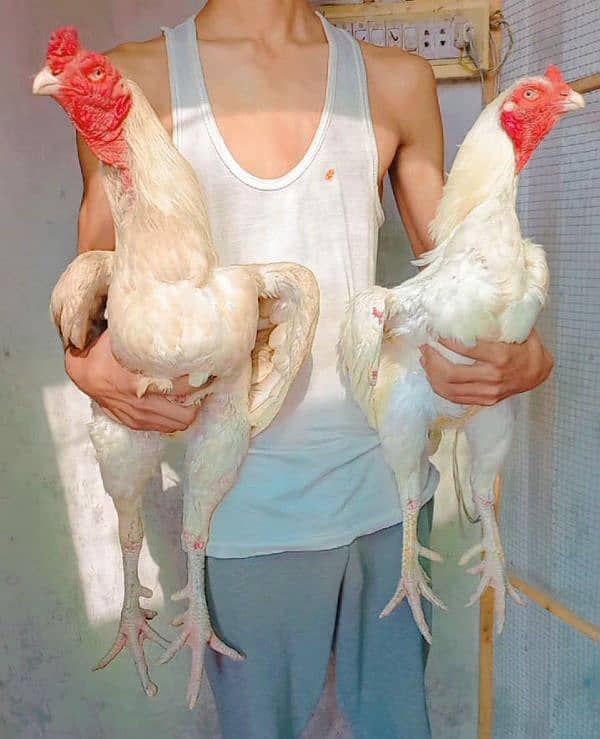 Heera/shamo/chick/eggs/pathy/madi/murga/hera/hira/hen/white/pure/aseel 15