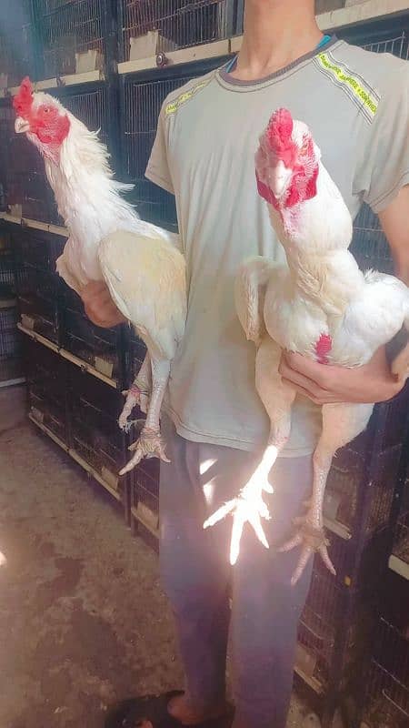 Heera/shamo/chick/eggs/pathy/madi/murga/hera/hira/hen/white/pure/aseel 16