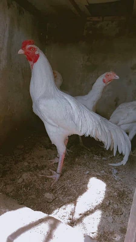 Heera/shamo/chick/eggs/pathy/madi/murga/hera/hira/hen/white/pure/aseel 17