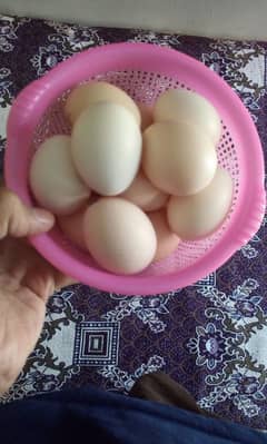 (03125718311) pure desi egg available ha