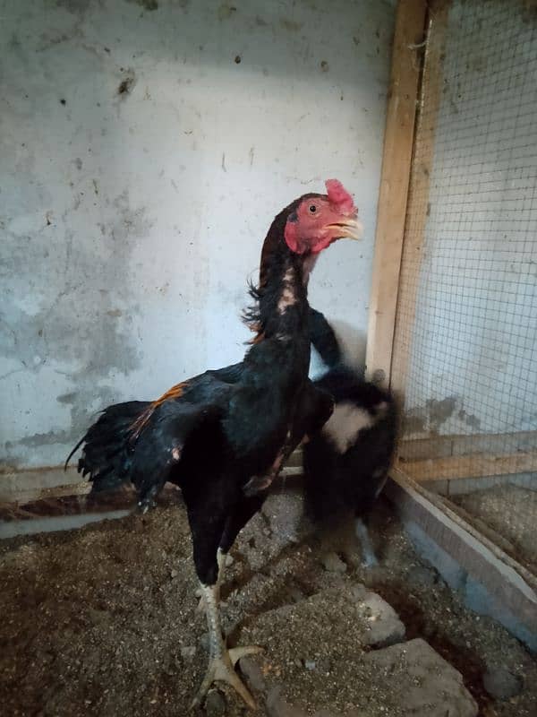 Heera Aseel chicks/ Aseel Quality pair 2