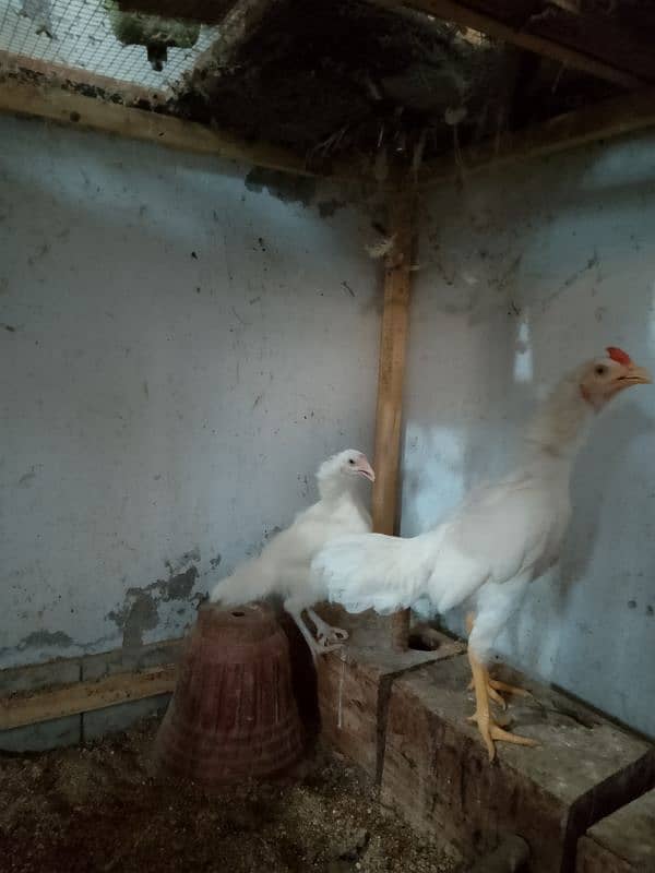 Heera Aseel chicks/ Aseel Quality pair 1
