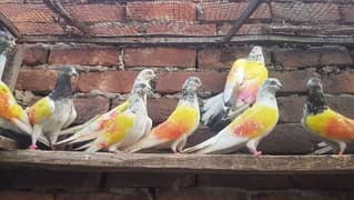 Vip parvazi kabotar for sale.