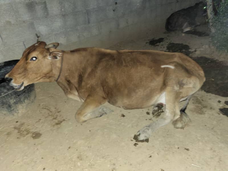 Cow, 9 kg milk with 4 month wacha 0