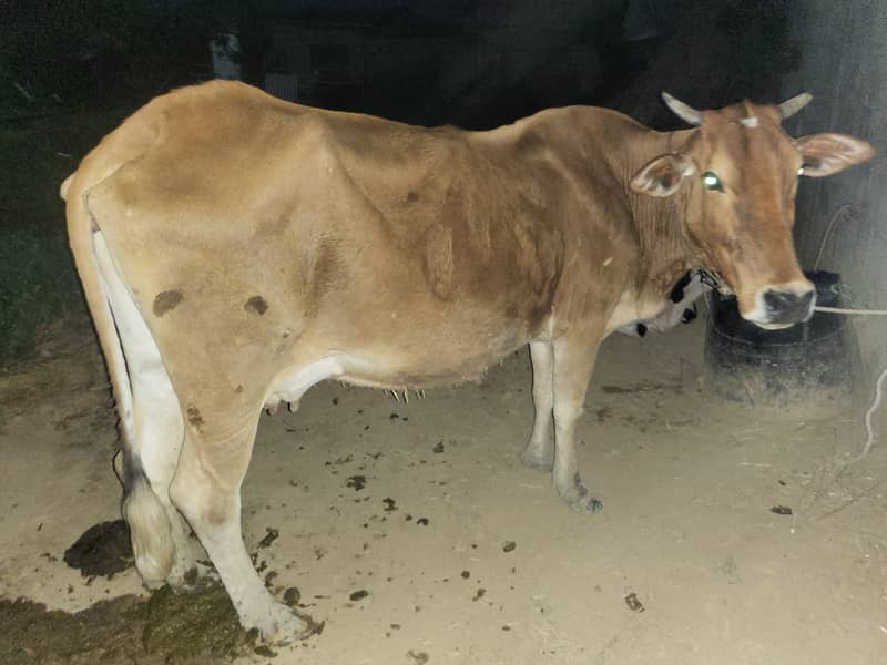 Cow, 9 kg milk with 4 month wacha 1