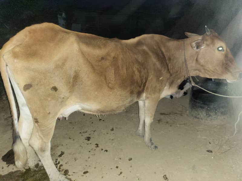 Cow, 9 kg milk with 4 month wacha 2