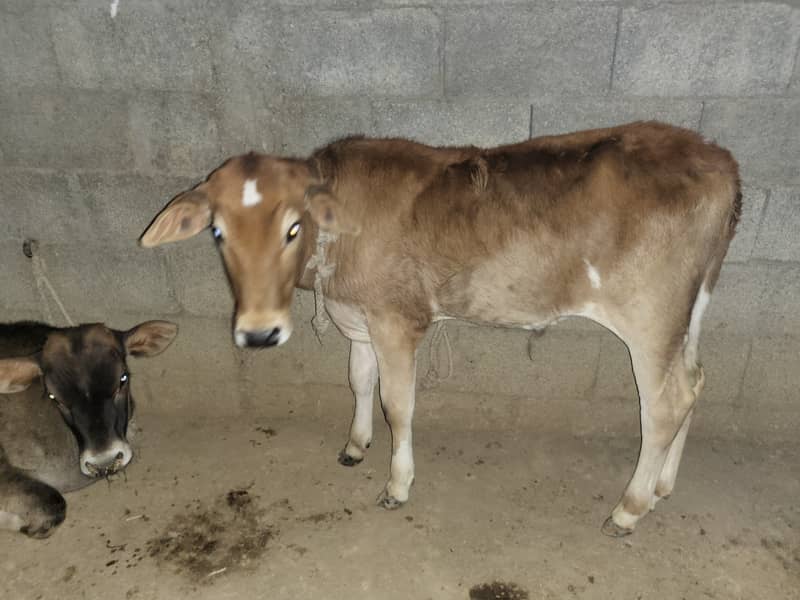Cow, 9 kg milk with 4 month wacha 5